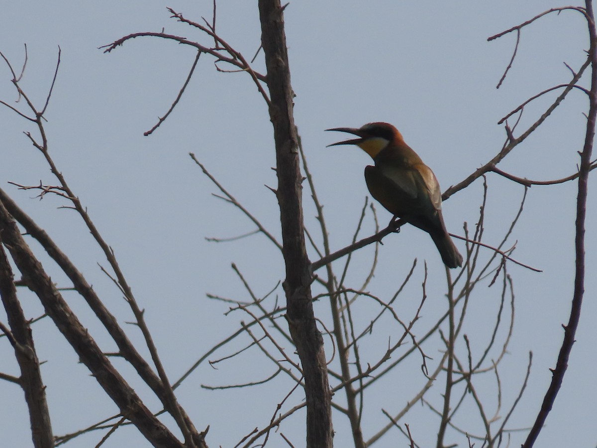European Bee-eater - ML609854554