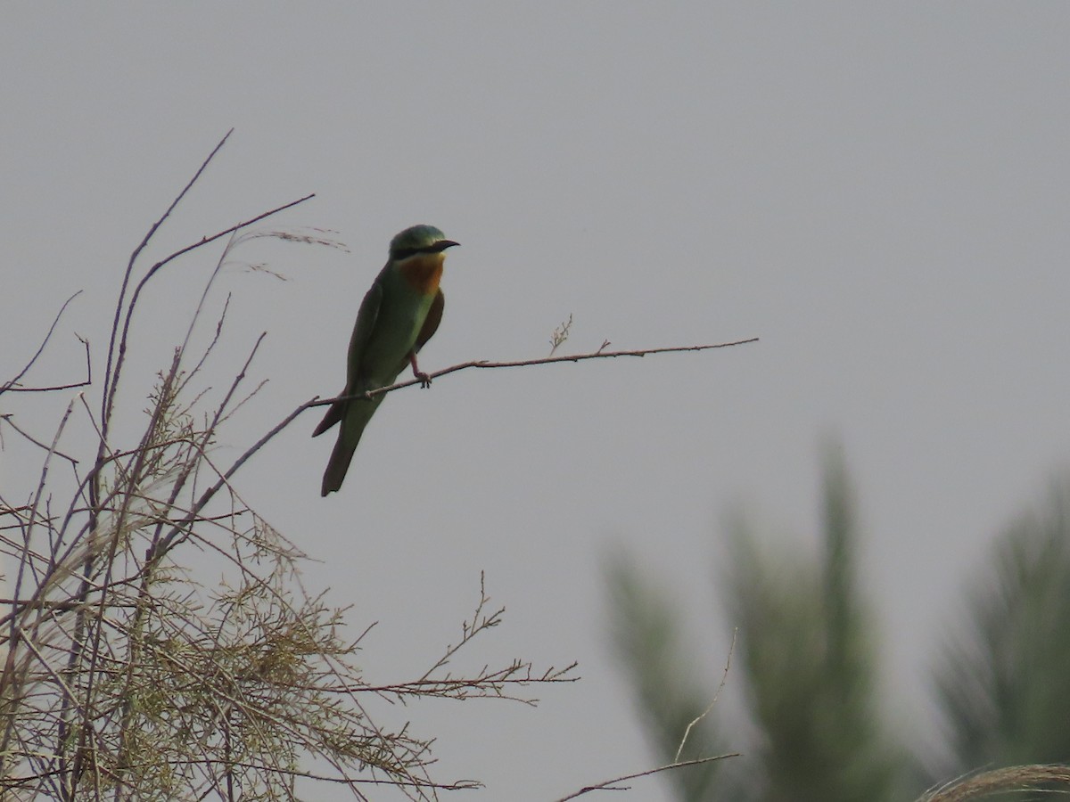 Blue-cheeked Bee-eater - ML609854734