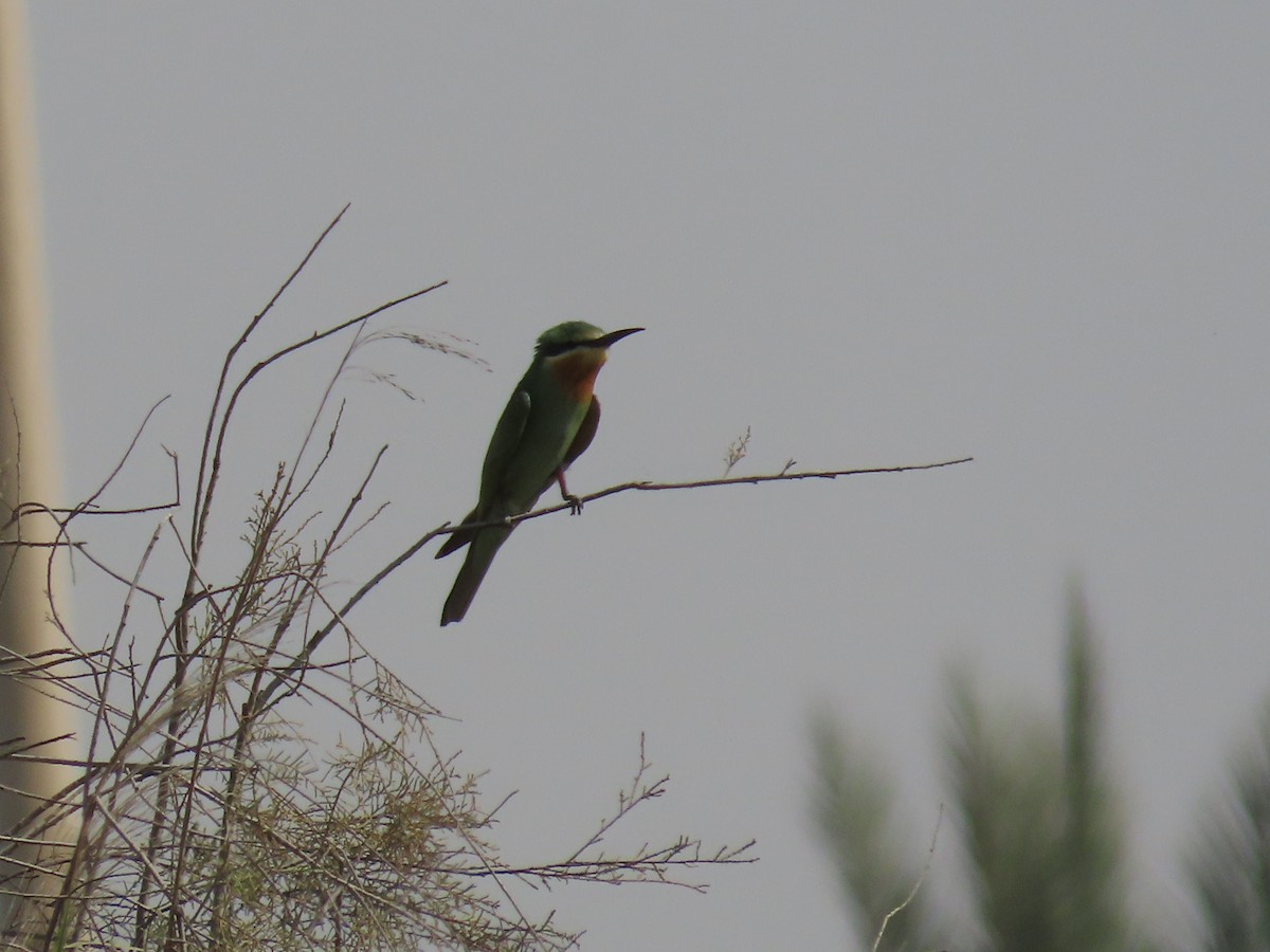 Blue-cheeked Bee-eater - ML609854735