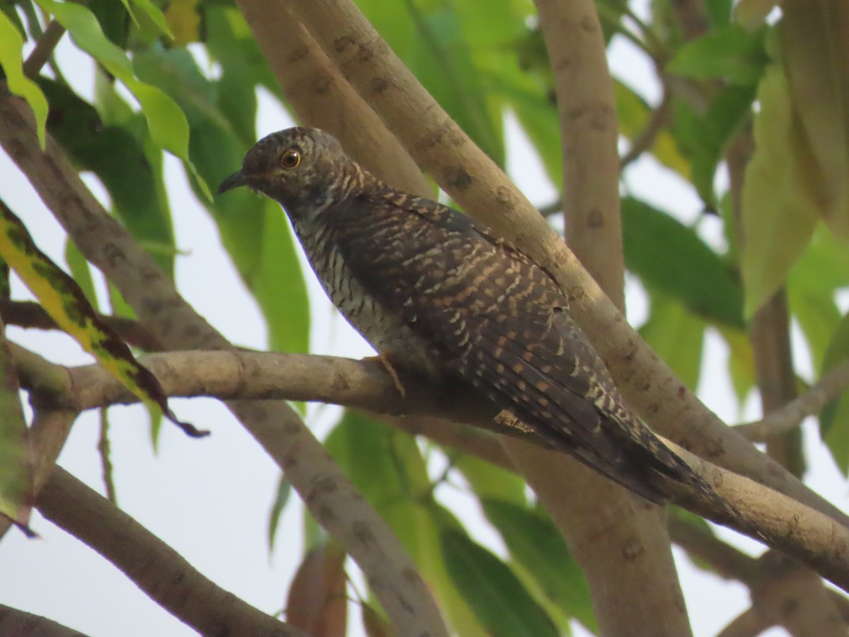 Common Cuckoo - ML609855506