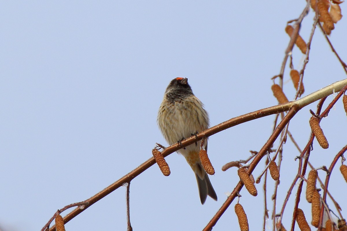 Fire-fronted Serin - ML609856095