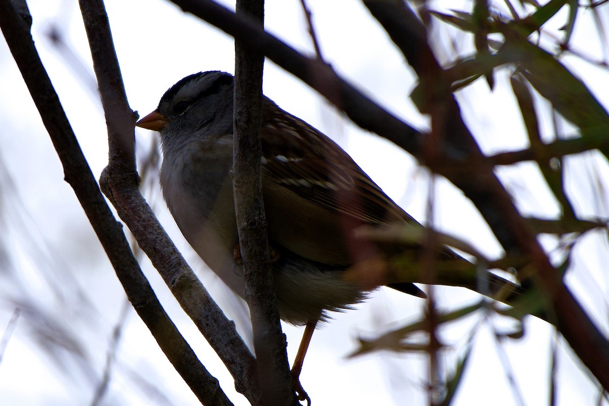 White-crowned Sparrow - ML609856132