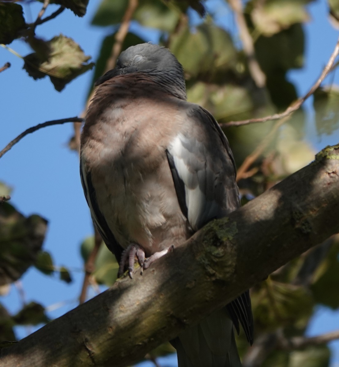 Common Wood-Pigeon - Ben Taylor