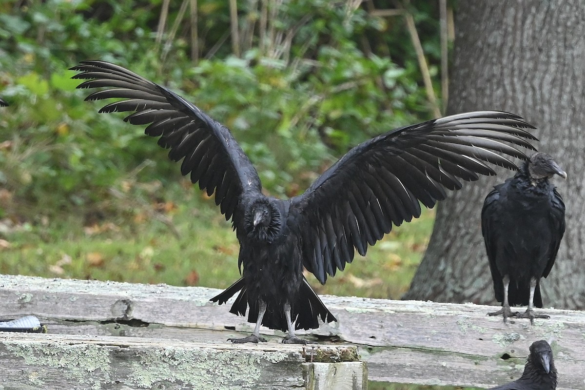 Black Vulture - ML609856367