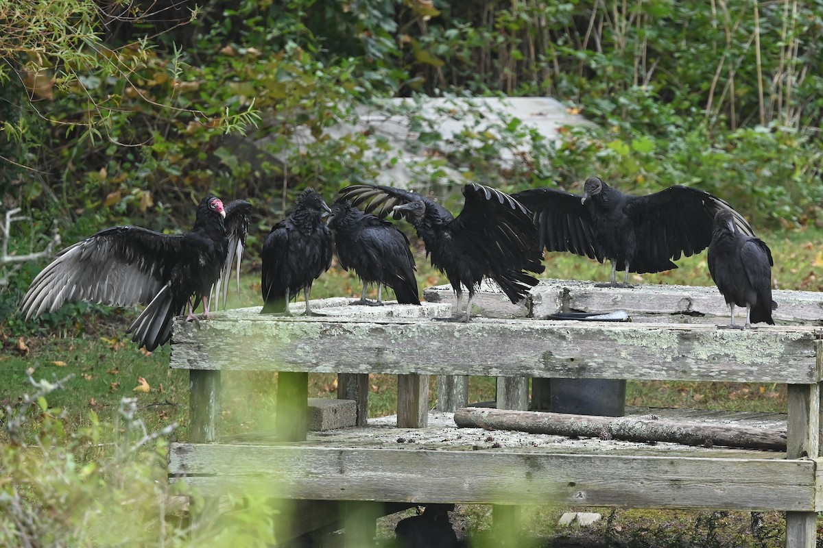 Black Vulture - Dan O'Brien