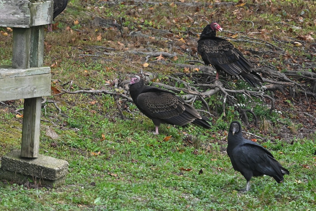 Turkey Vulture - ML609856437