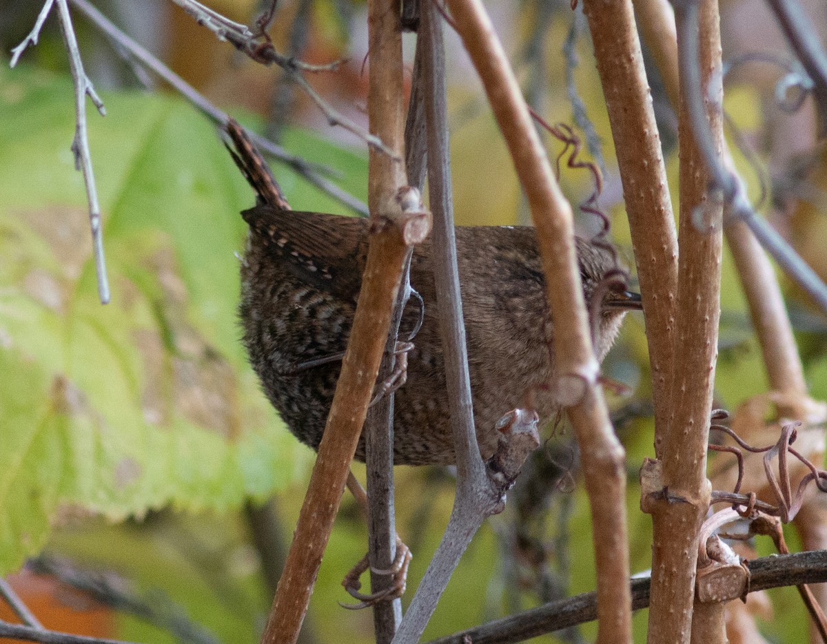 eBird Checklist 12 Oct 2023 Gering Cemetery 22 species (+2 other