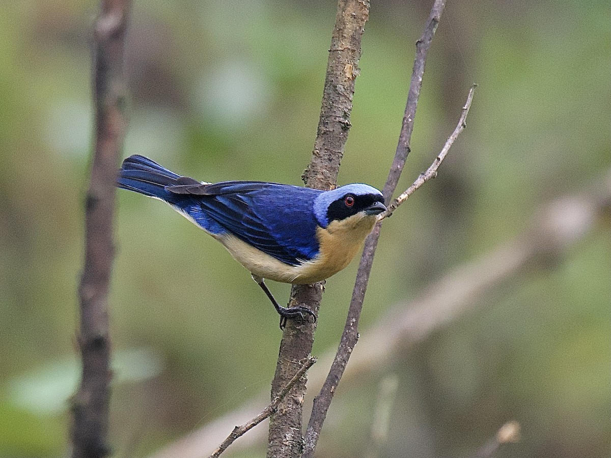 Fawn-breasted Tanager - ML609856555