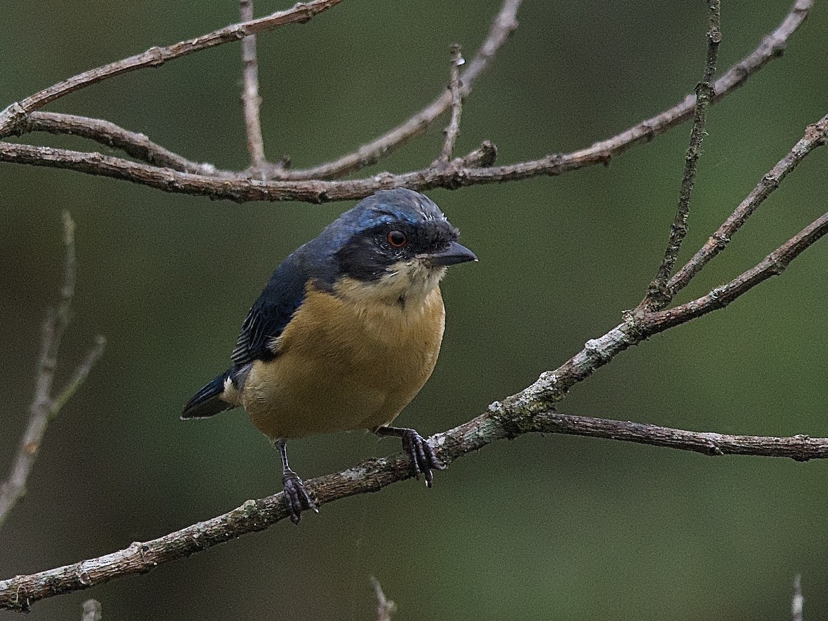Fawn-breasted Tanager - ML609856556
