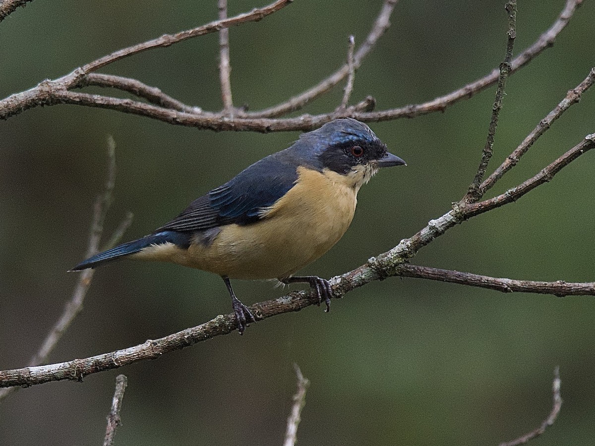 Fawn-breasted Tanager - ML609856557