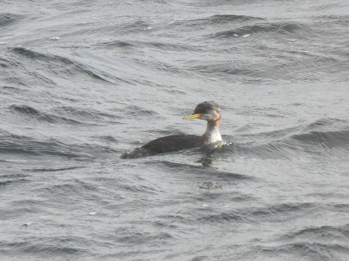 Red-necked Grebe - ML609856667