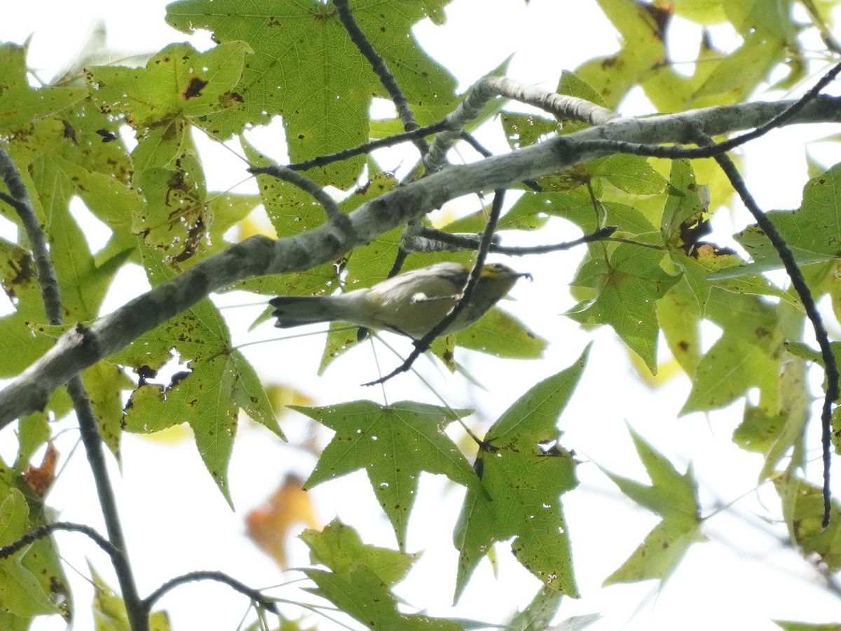 Black-throated Green Warbler - ML609856670