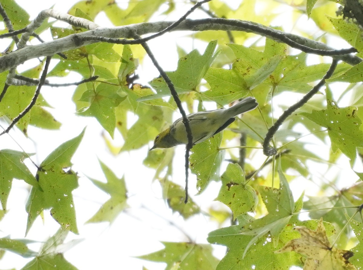 Black-throated Green Warbler - ML609856671