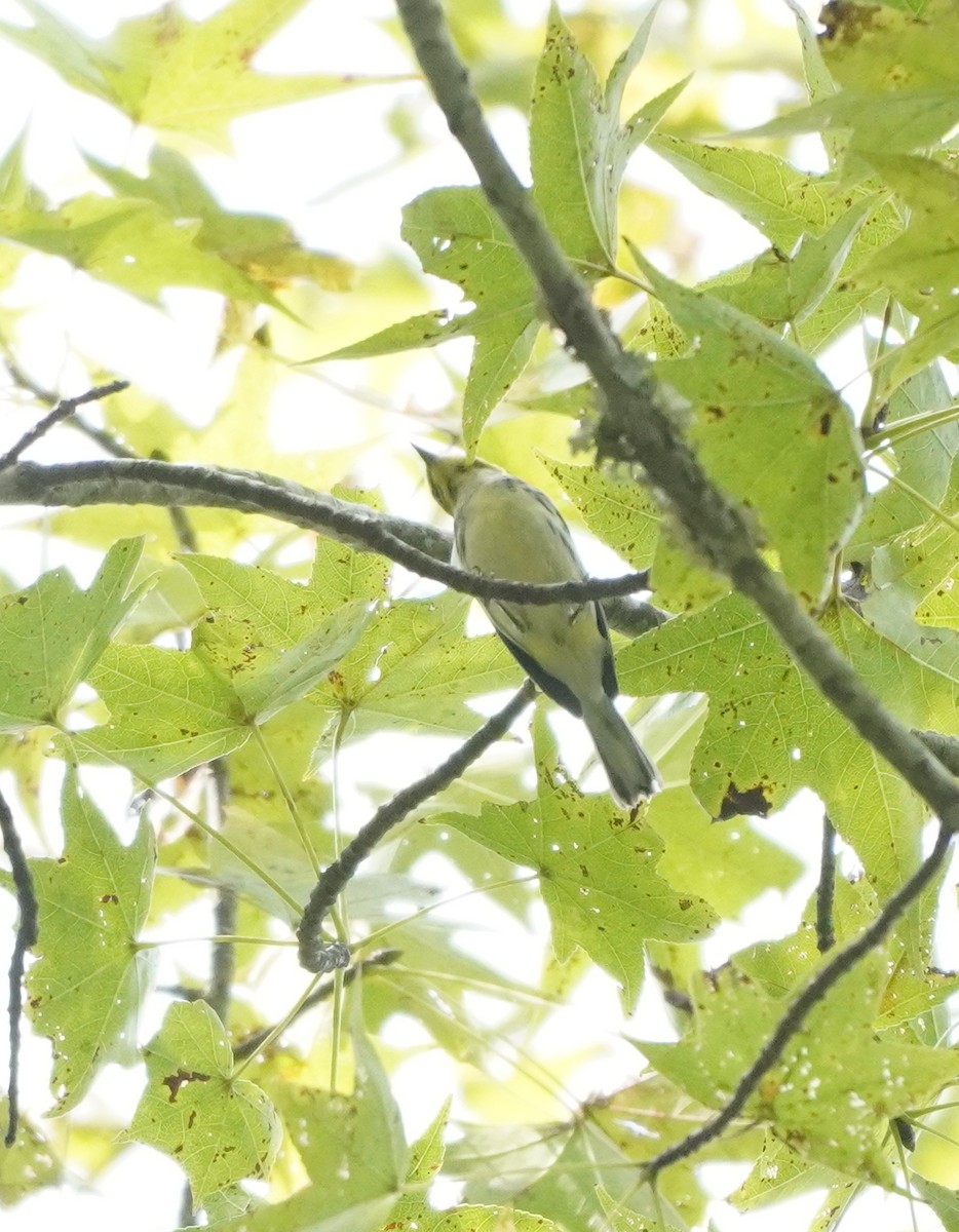 Black-throated Green Warbler - ML609856672