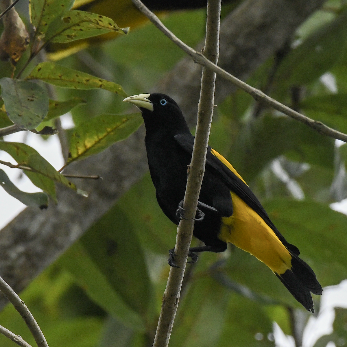 Yellow-rumped Cacique - ML609856990
