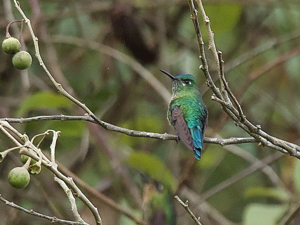 Long-tailed Sylph - ML609857018
