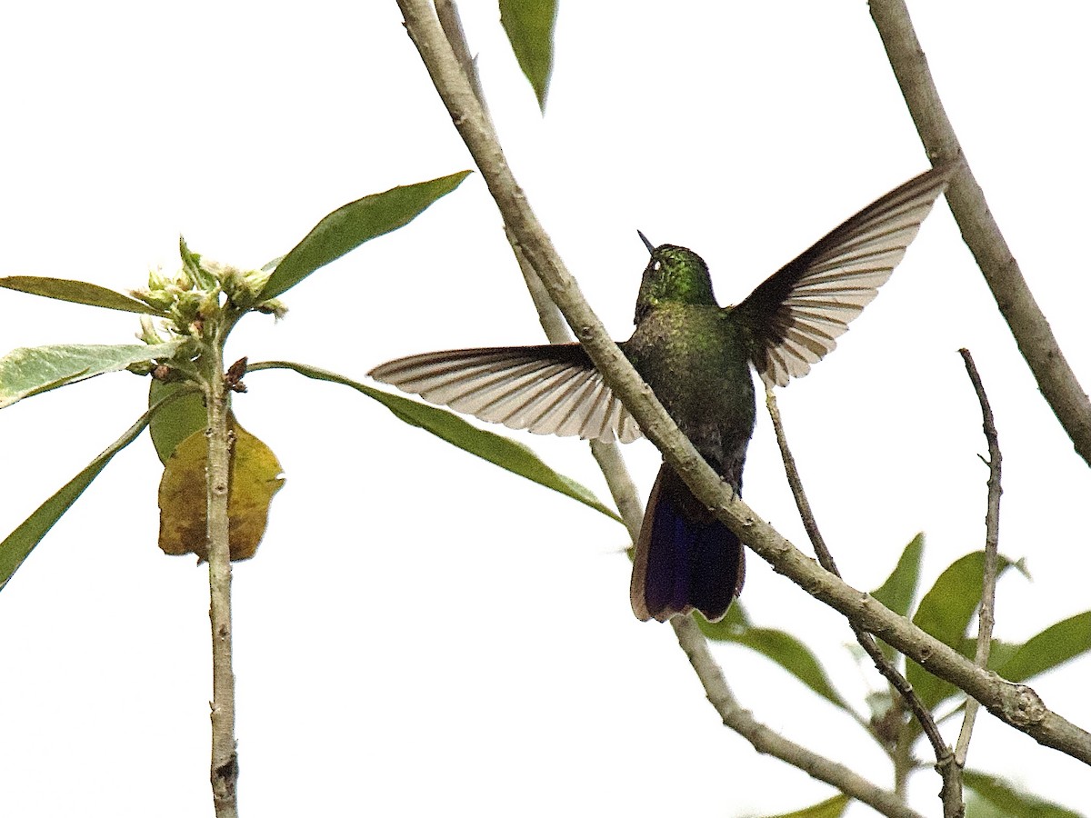 kolibřík dřišťálový - ML609857042