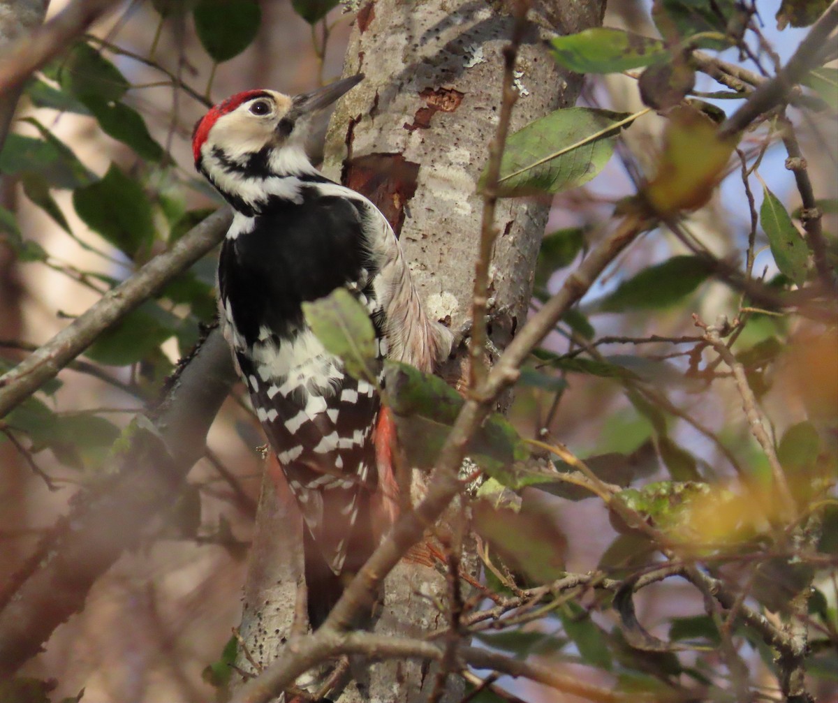White-backed Woodpecker - Jorge Sereno Cadierno