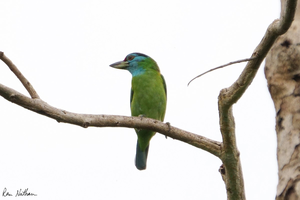 Blue-throated Barbet (Red-crowned) - ML609857406