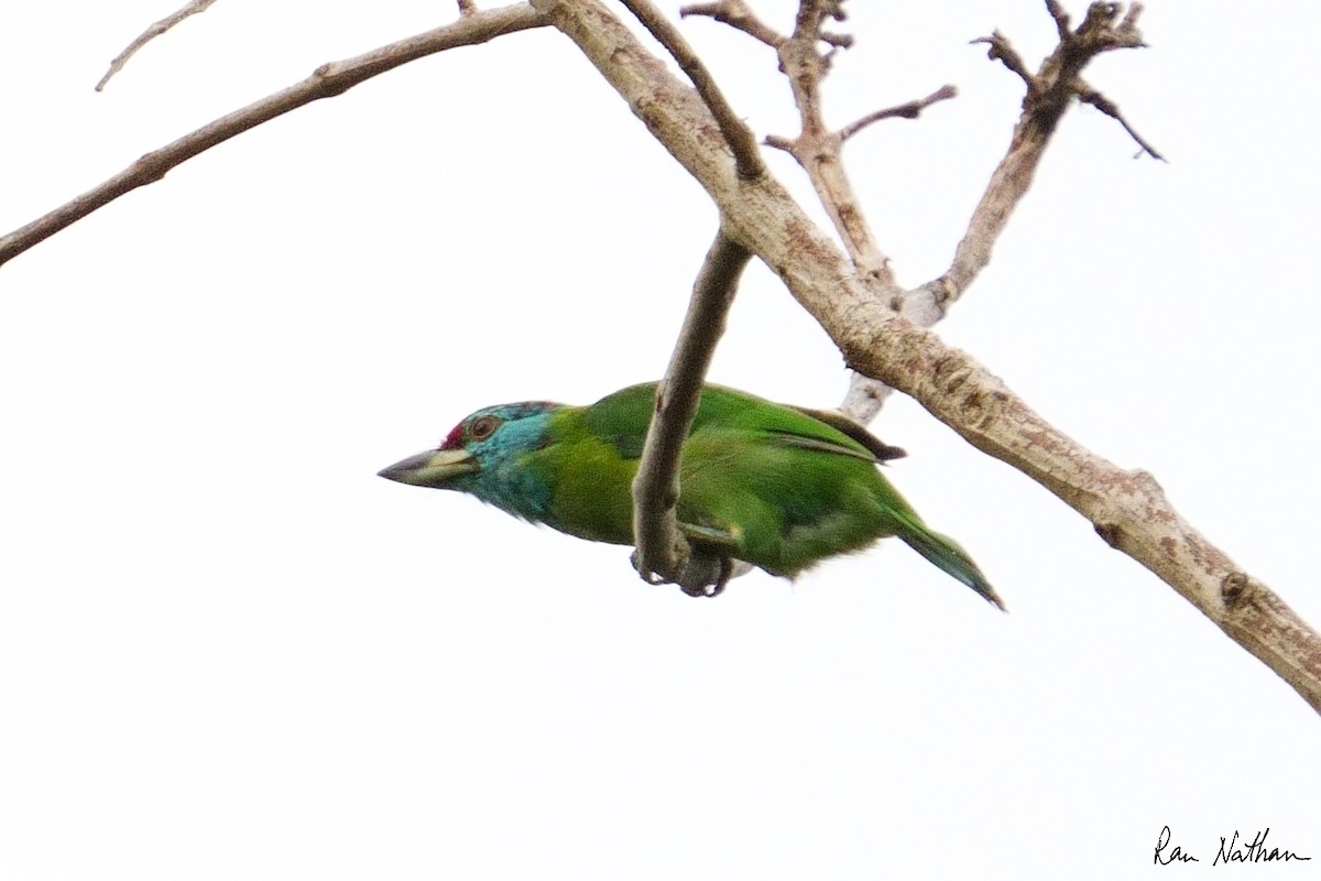 Blue-throated Barbet (Red-crowned) - ML609857407