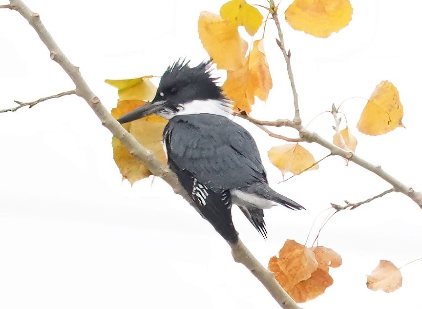 Belted Kingfisher - ML609857467