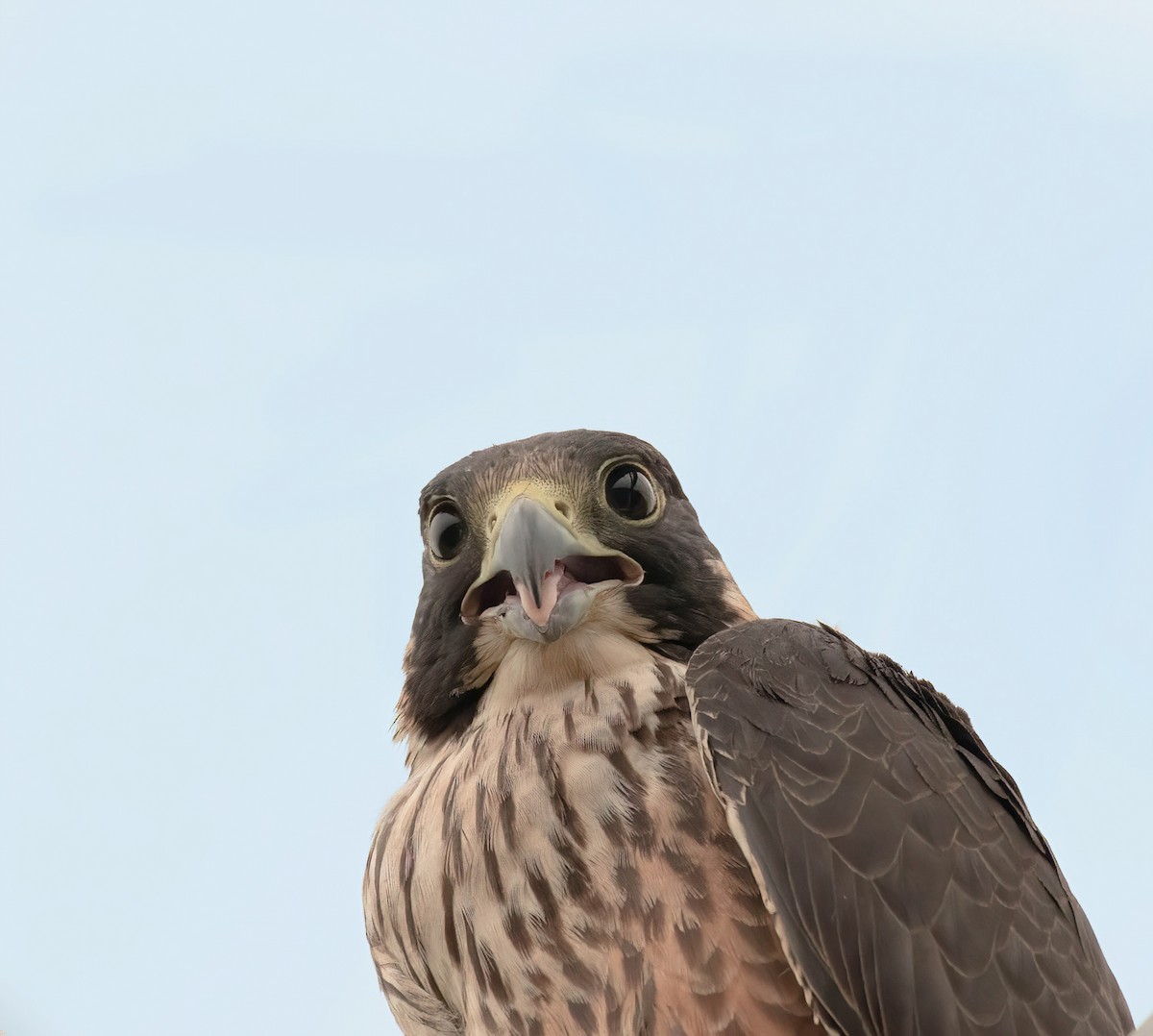 Peregrine Falcon (Shaheen) - ML609857488