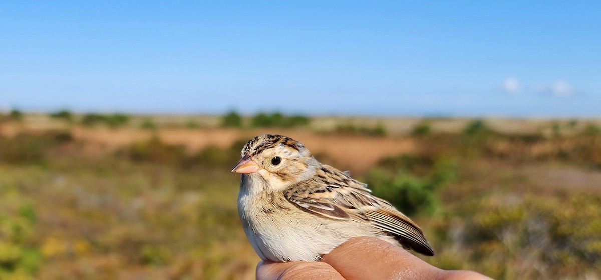 Clay-colored Sparrow - ML609857525