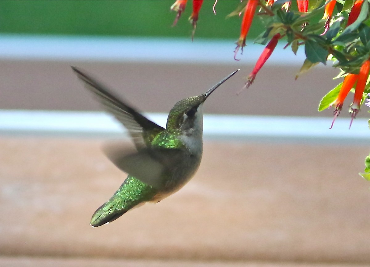 Ruby-throated Hummingbird - ML609857708