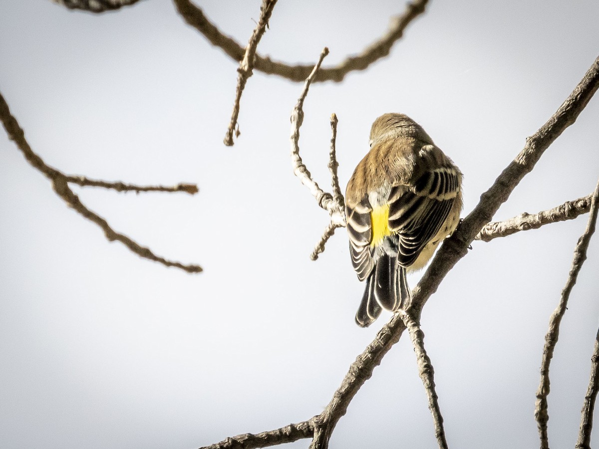 Yellow-rumped Warbler (Audubon's) - ML609857733