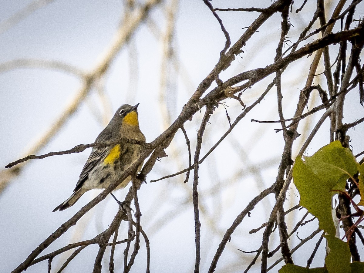 Yellow-rumped Warbler (Audubon's) - ML609857734