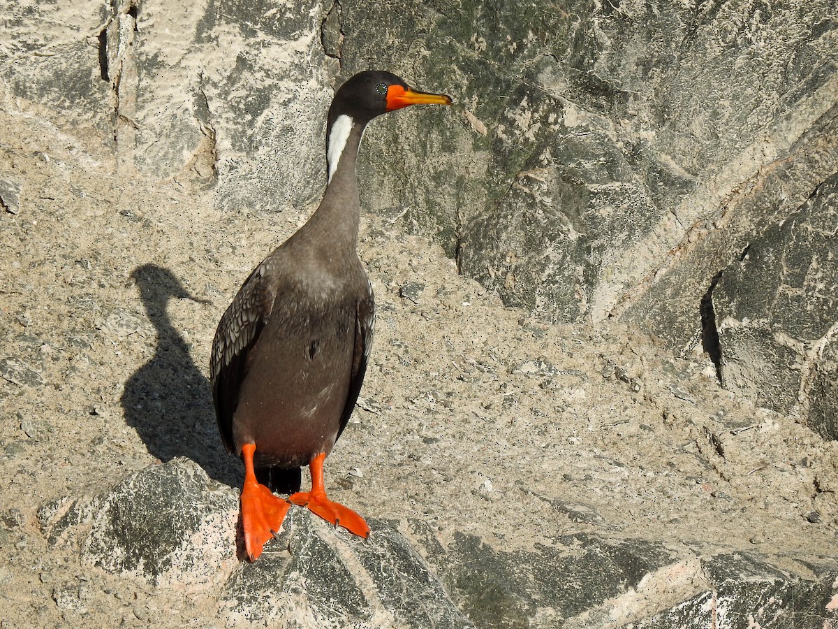 Red-legged Cormorant - ML609857787