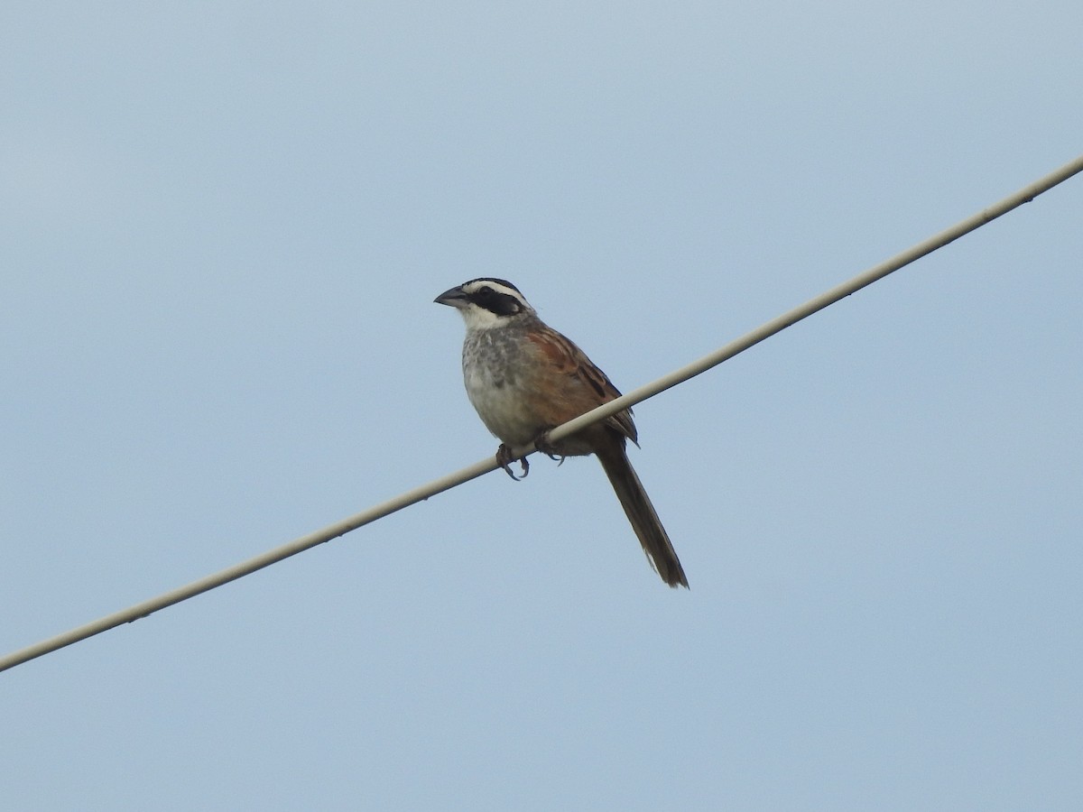Stripe-headed Sparrow - Noam Markus