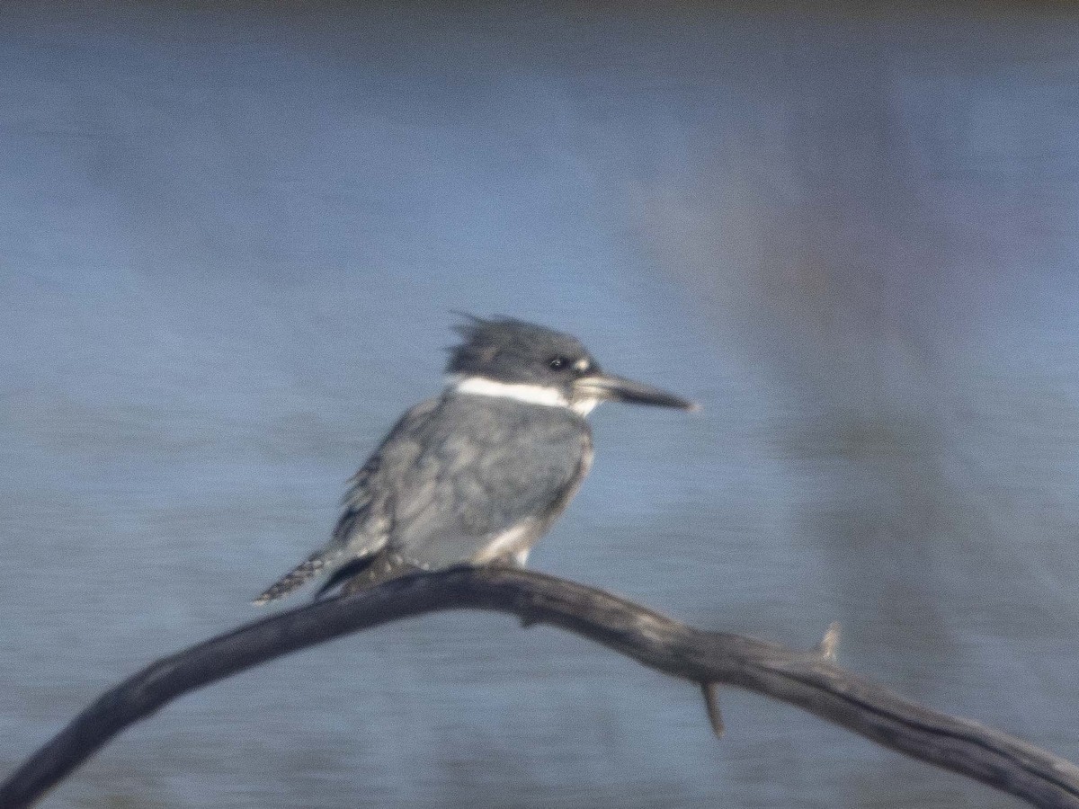 Belted Kingfisher - ML609857935
