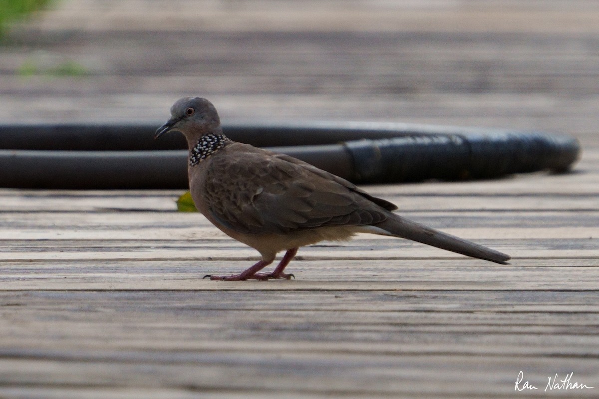 Spotted Dove - ML609858004