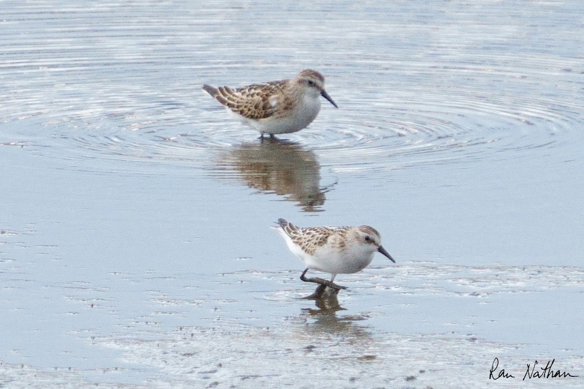 Red-necked Stint - Ran Nathan