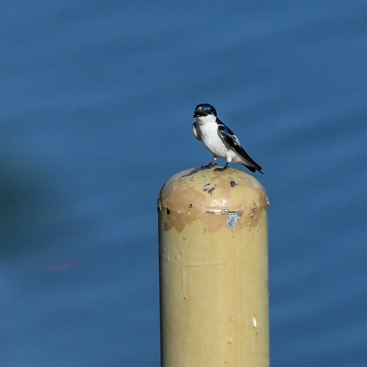 White-winged Swallow - ML609858374