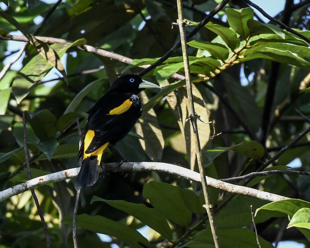 Yellow-rumped Cacique - ML609858390