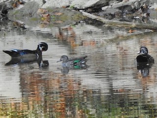 Green-winged Teal, ML609858481