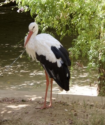 White Stork - Bitty Roy