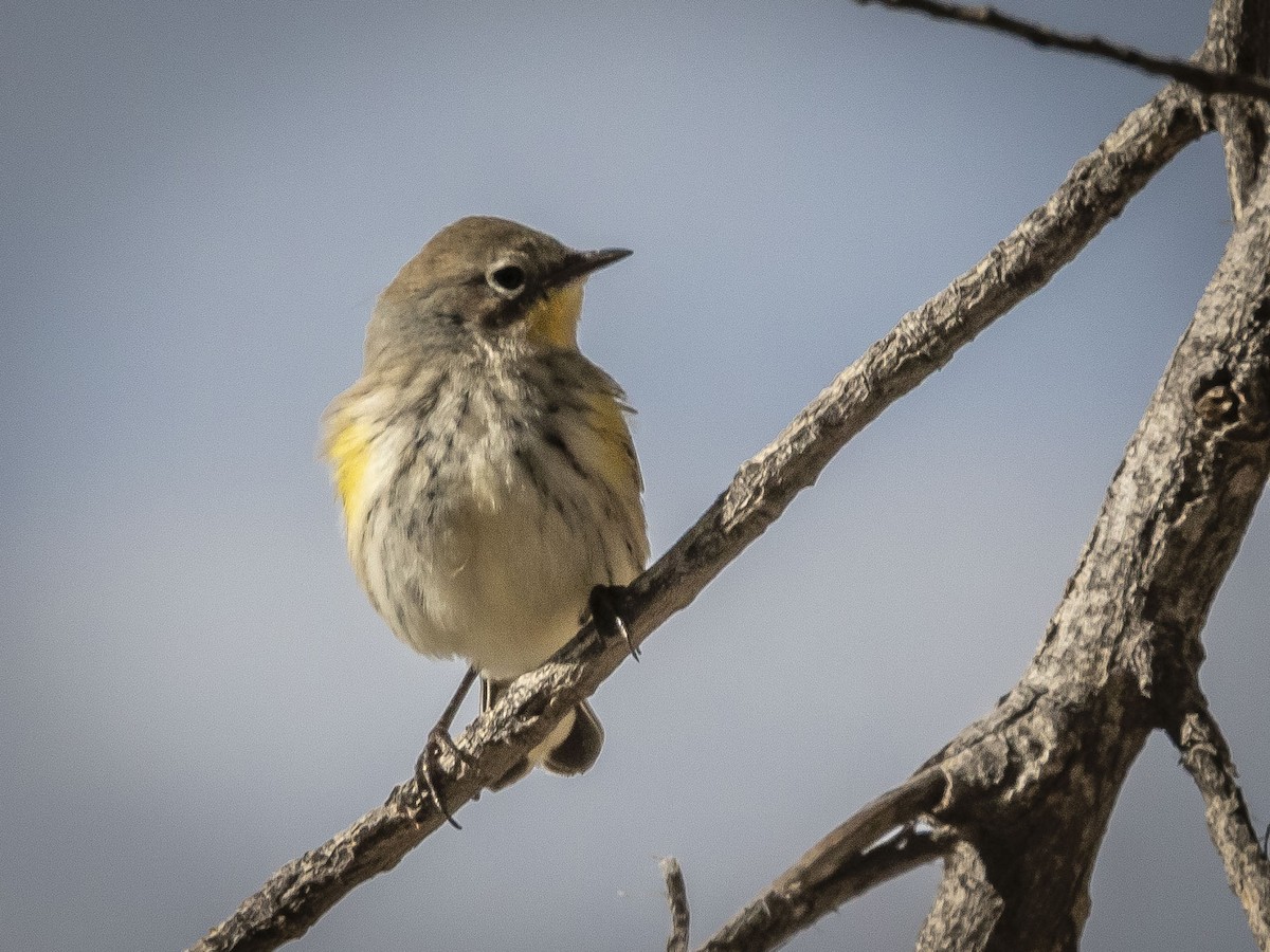 Yellow-rumped Warbler (Audubon's) - ML609858807