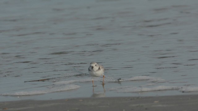 Piping Plover - ML609859005
