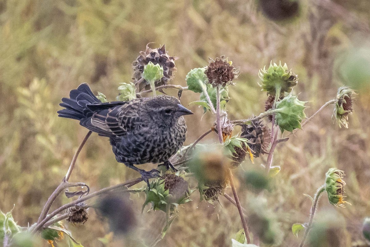 Red-winged Blackbird (Red-winged) - ML609859139