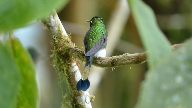 White-booted Racket-tail - ML609859204