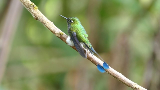White-booted Racket-tail - ML609859205