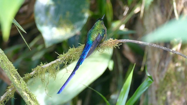 Violet-tailed Sylph - ML609859393