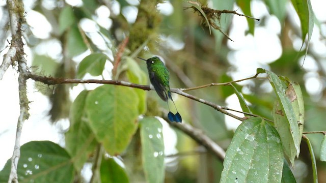 White-booted Racket-tail - ML609859568