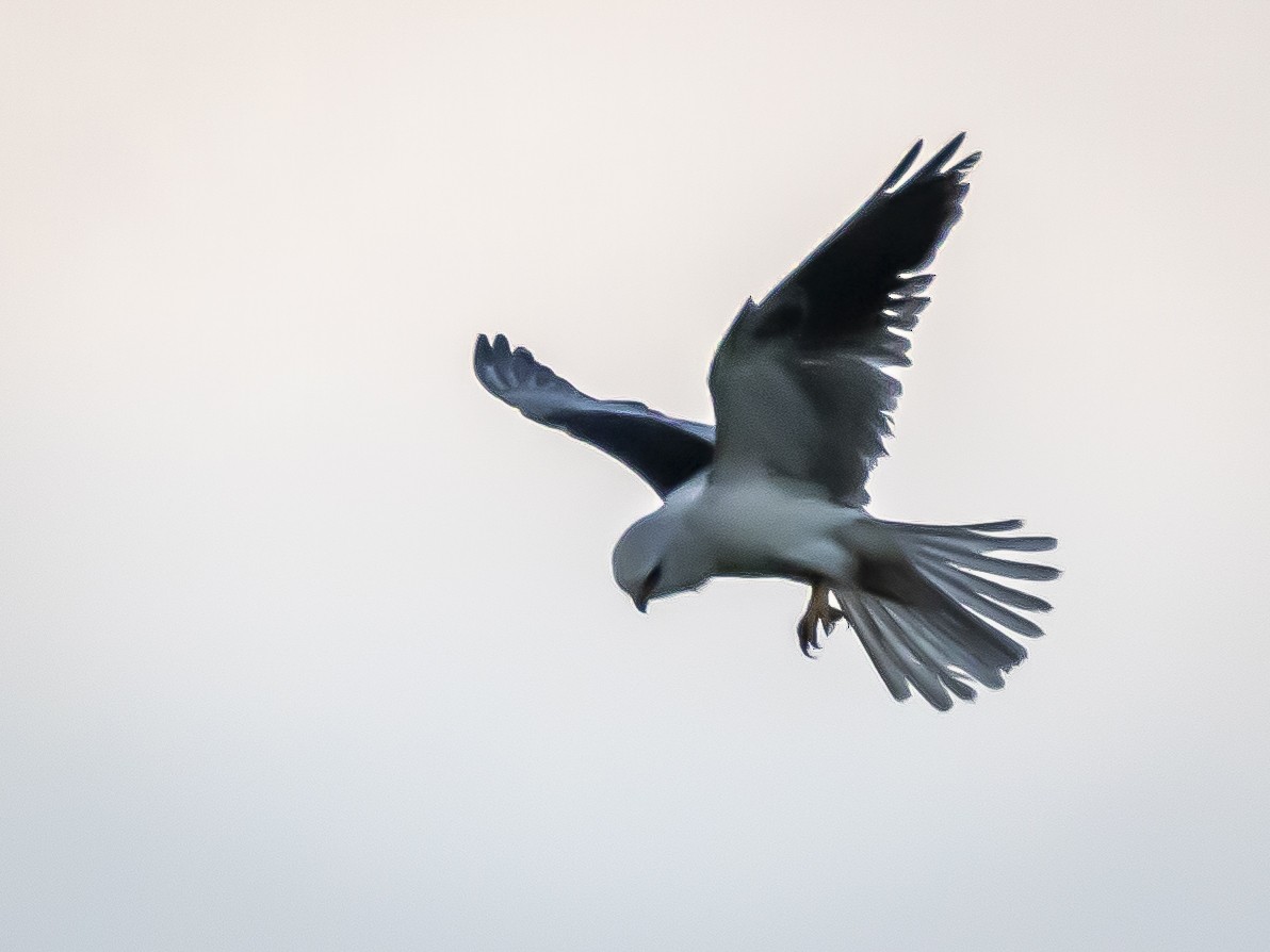 White-tailed Kite - Stephen Knox