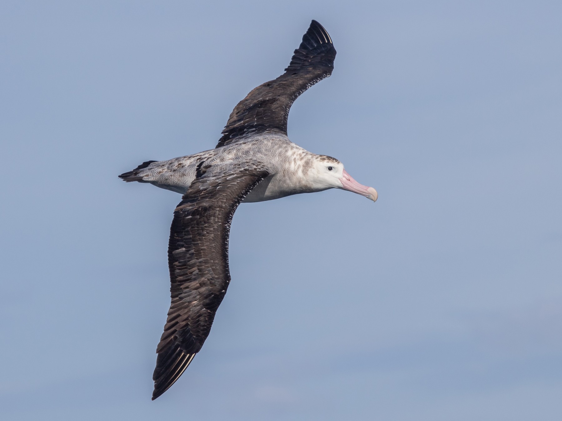 Snowy Albatross - Ramit Singal