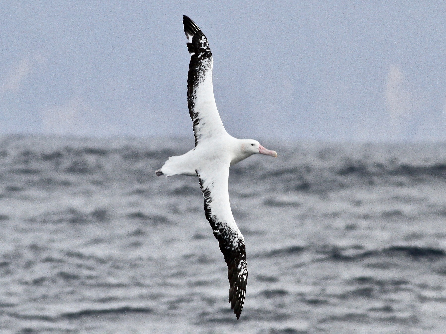 Snowy Albatross - Robert Hamilton