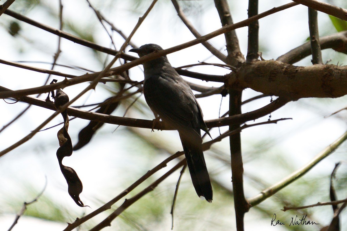 Square-tailed Drongo-Cuckoo - ML609860518